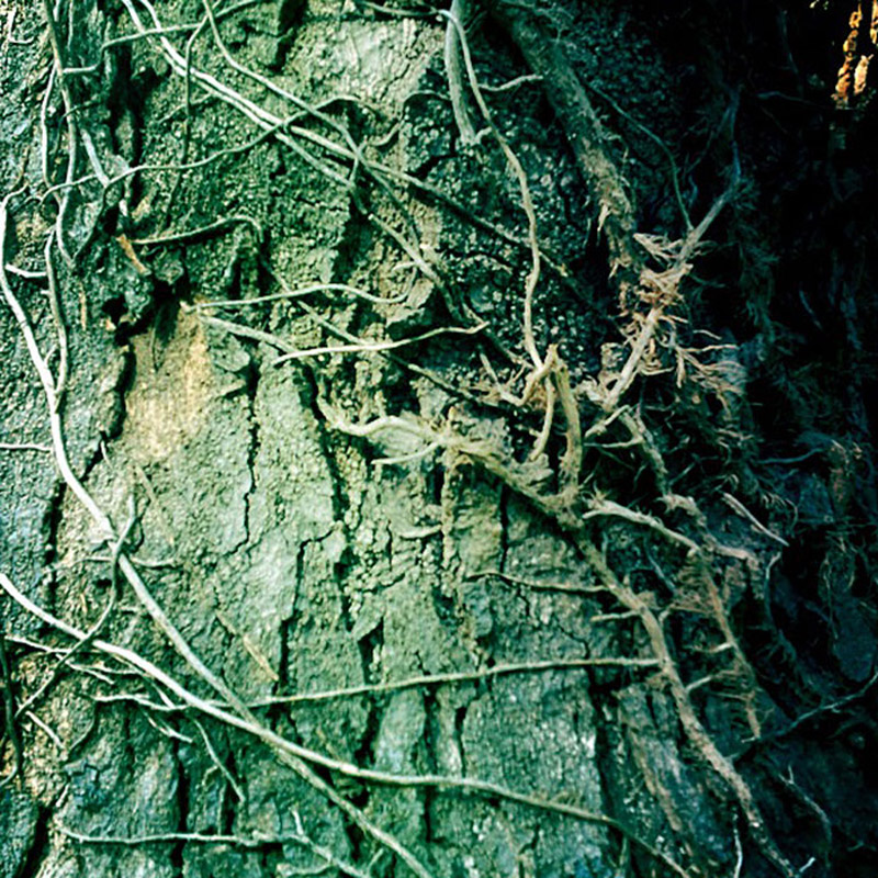 twyxu - bark EP - cover