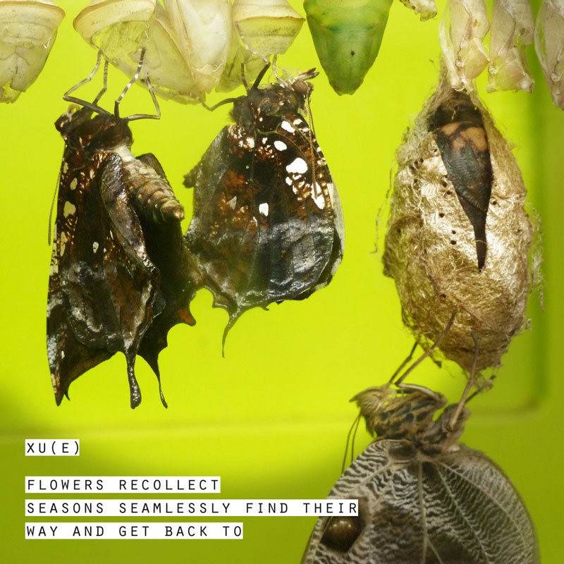 xu(e) - Flowers recollect EP - cover
